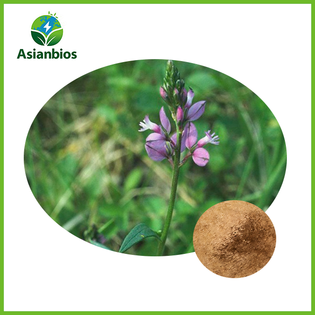 Polygala Tenuifolia Powder